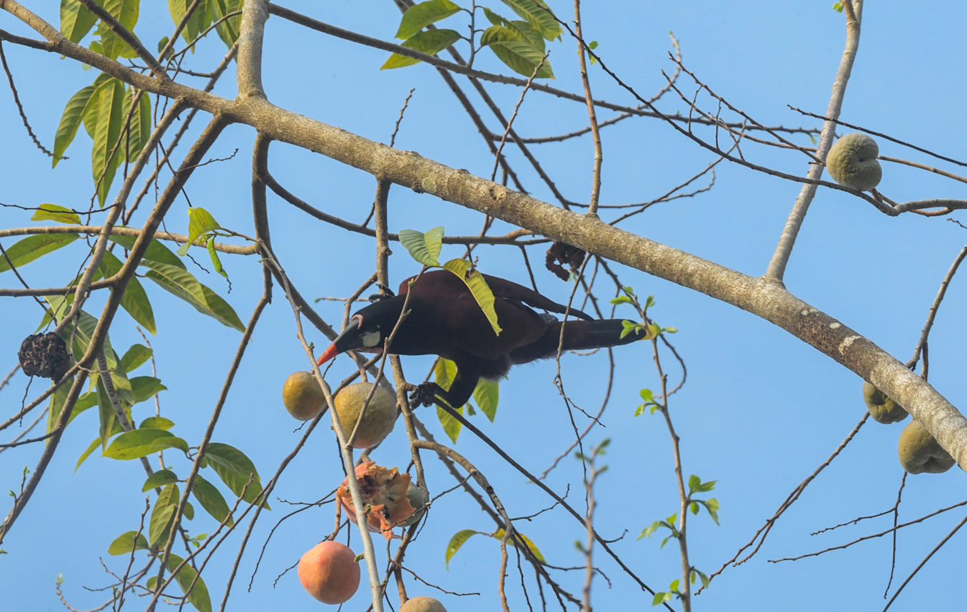 Nakum-oropendola-May-5-2019-7430